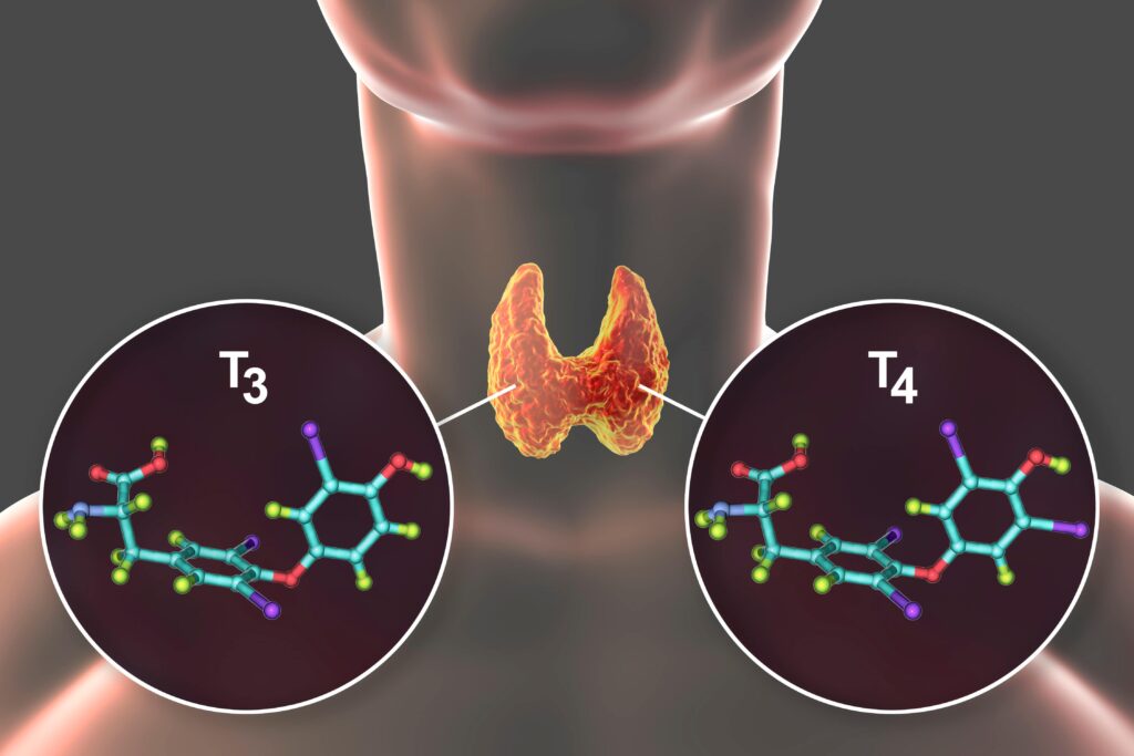 Molécules des hormones thyroïdiennes T3 et T4