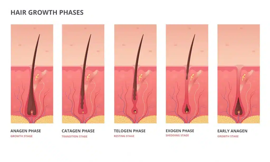 caduta-capelli-covid-fase-di-crescita